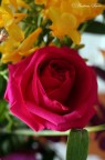 rosa rosa