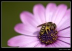 ape su fiore rosa ape su fiore rosa