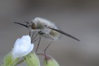 Bombylius Major