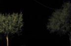 notturno con giovani alberi
