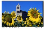 Girasoli-2 Girasoli-2