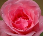 Rosa Rosa...:D Rosa Rosa...:D