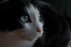 Figaro Figaro