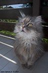 Tommy - Persiano cincillà Tommy - Persiano cincillà