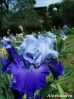 Iris bicolore: blu e celeste.

Ciao Ale :)