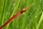 Rossa su rosso Rossa su rosso
