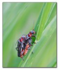 Love Bugs