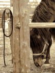 wild wild west wild wild west