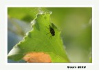 Difficile nobilitare una mosca..... Difficile nobilitare una mosca.....