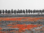 Papaveri-2 Papaveri-2
