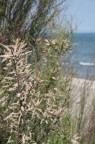spiaggia spiaggia