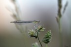 libellula libellula
