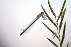 libellula libellula