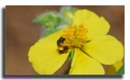 insetto 4 - si mangia!! -