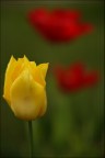 Tre colori
