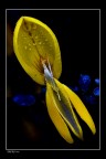 yellow pt 2 yellow pt 2