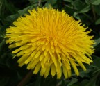 Fiore Giallo Fiore Giallo