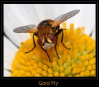 Gold Fly Gold Fly