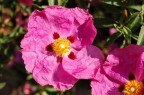 Fiore Fiore