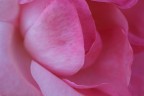 In the rose In the rose
