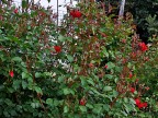 boccioli di rosa boccioli di rosa