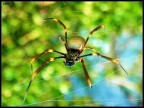 spider spider