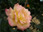Rosa 1 Rosa 1