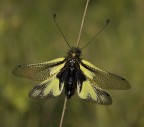 Libelloides Coccaius Libelloides Coccaius