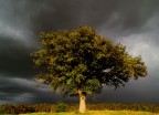 l' albero l' albero