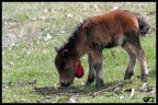 Baby Pony Baby Pony