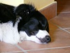 dormiente dormiente