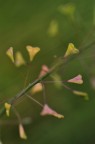 Love is in the air Love is in the air