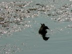 Gallinella d'acqua Gallinella d'acqua
