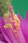 Fiore di Aporocactus Fiore di Aporocactus