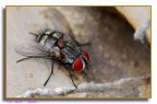 mosca 3 mosca 3