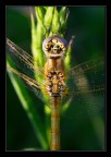 struttura