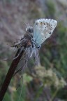 Polyommatus eros Polyommatus eros