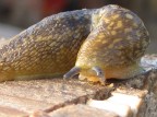 lumaca lumaca