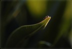 L'ultima luce L'ultima luce