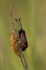 Zygaenidae Zygaenidae