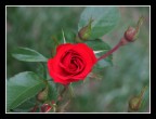 rosa sevillana rosa sevillana