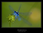Damigella (Ritratto) Damigella (Ritratto)