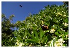 Farfalle di primavera Farfalle di primavera