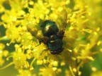 Mosca metallizzata Mosca metallizzata