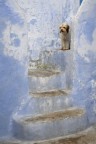 cane in attesa del padrone cane in attesa del padrone