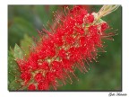 Fiore Fiore