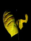 Leaf style Leaf style