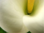 Calla Calla