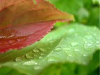 Red VS Green Red VS Green