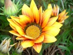 bloomed bloomed
